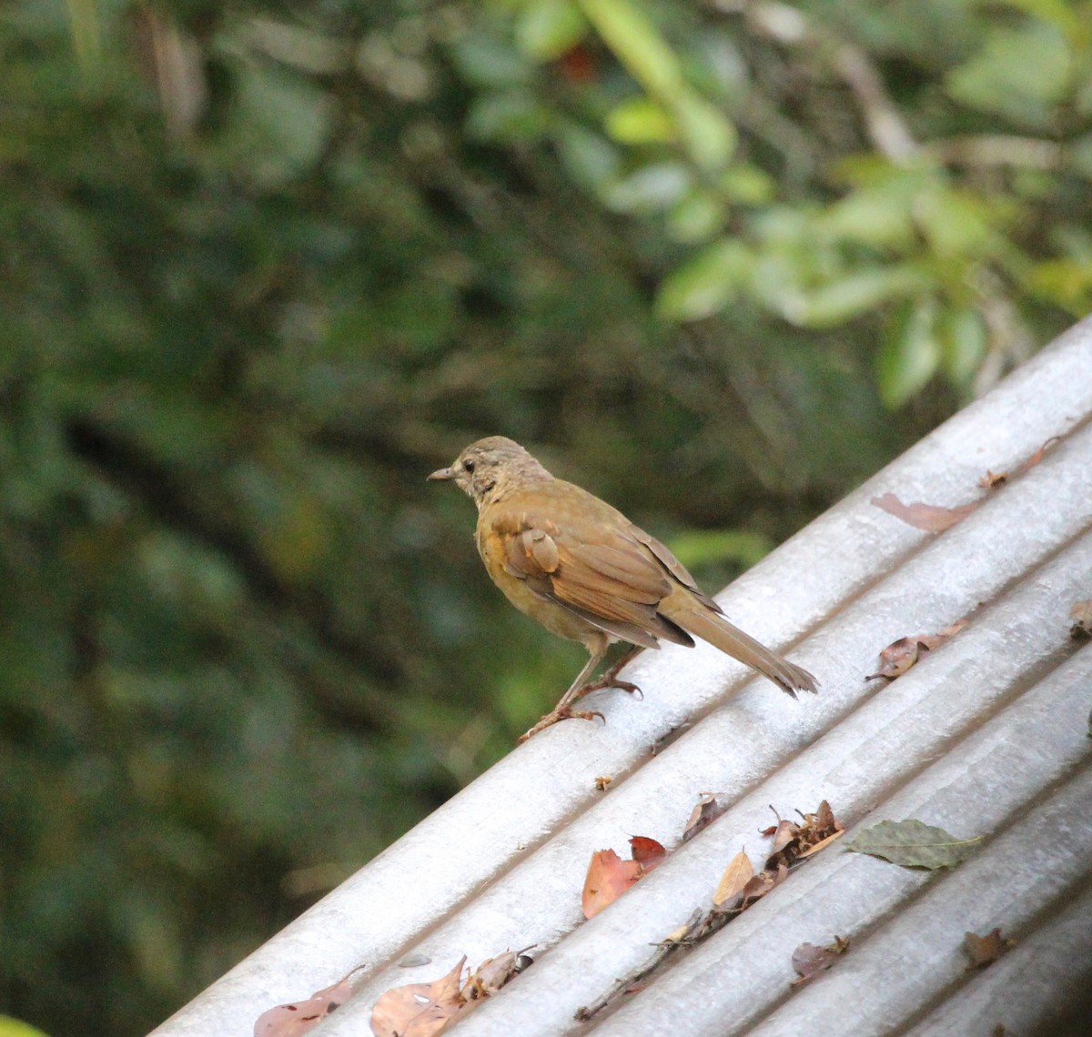 Pale-breasted Thrush - ML121274031