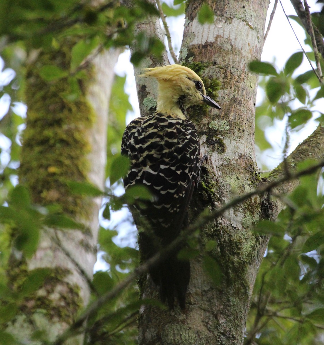 Blond-crested Woodpecker - ML121274171