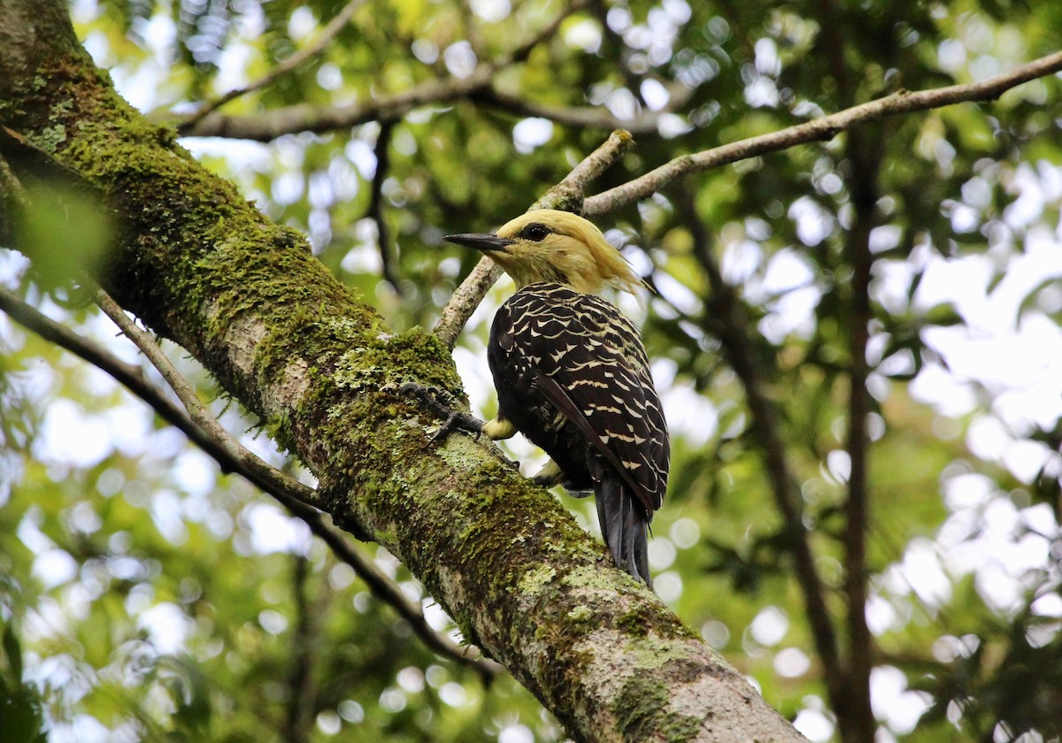 Blond-crested Woodpecker - ML121274241