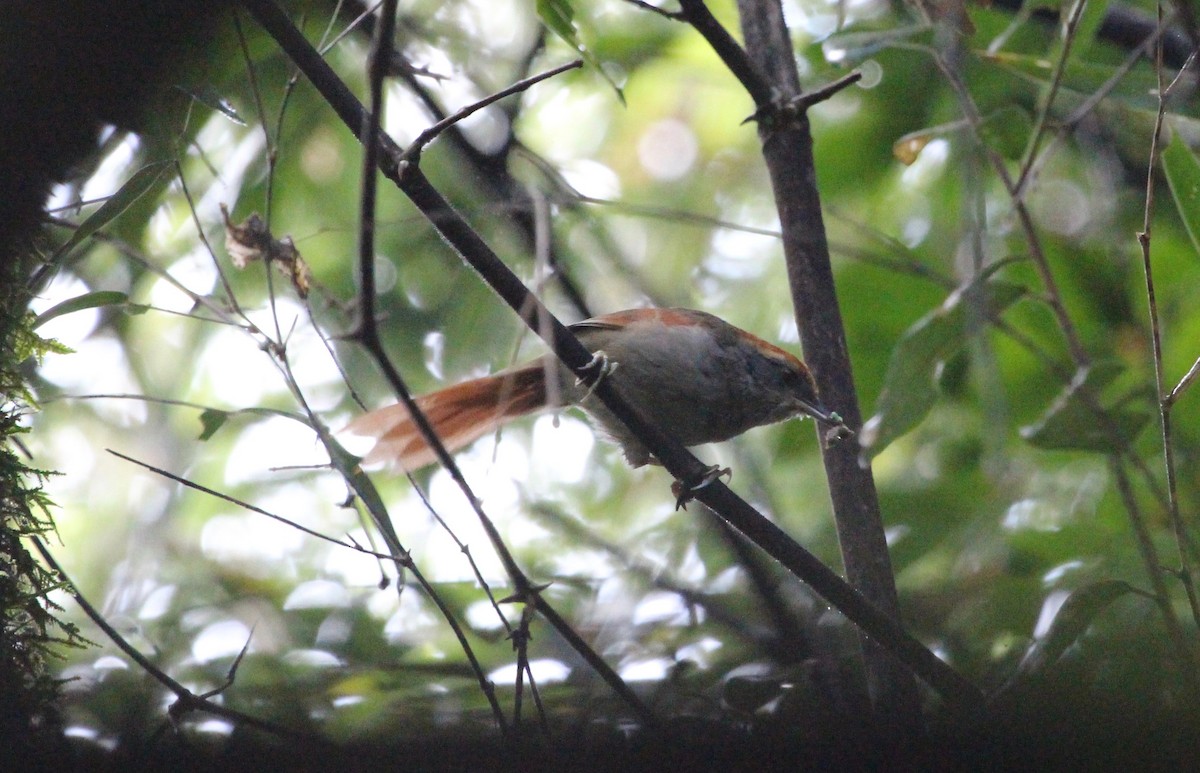Rufous-capped Spinetail - ML121274491