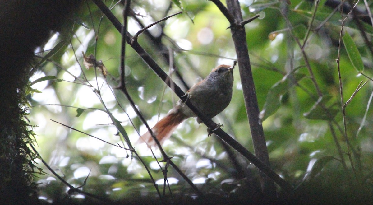 Rufous-capped Spinetail - ML121274511