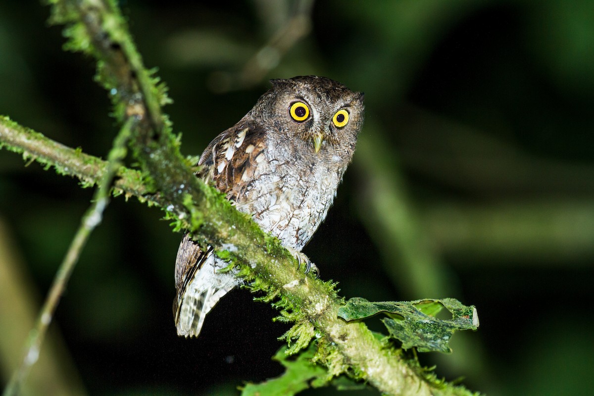 Foothill Screech-Owl (Foothill) - Nick Athanas