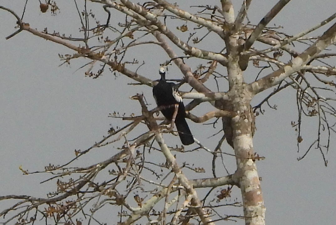 Blue-throated Piping-Guan - ML121275611