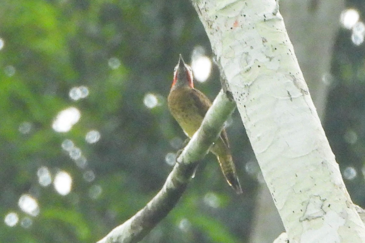 Spot-breasted Woodpecker - ML121275841