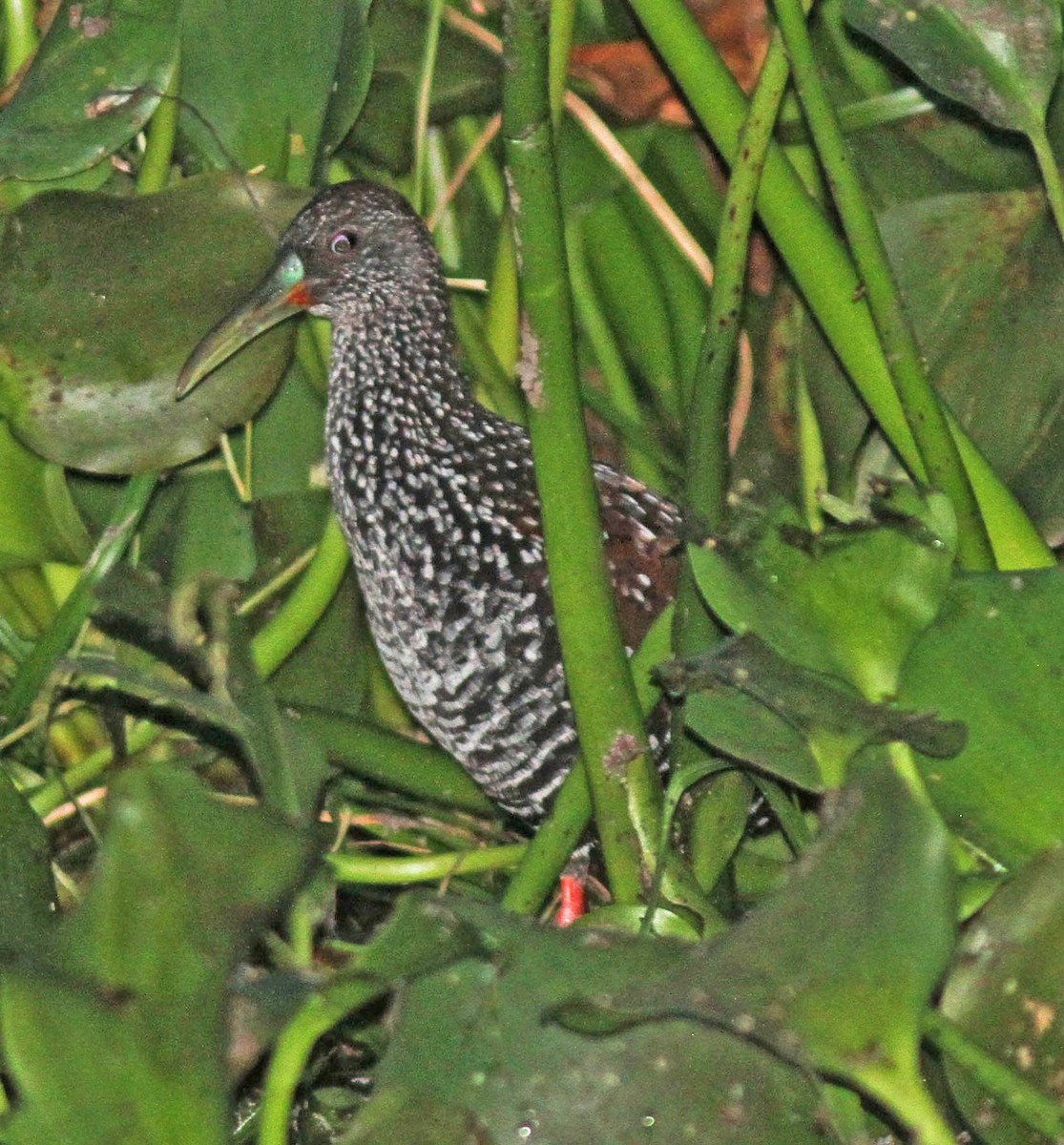 Spotted Rail - ML121277181