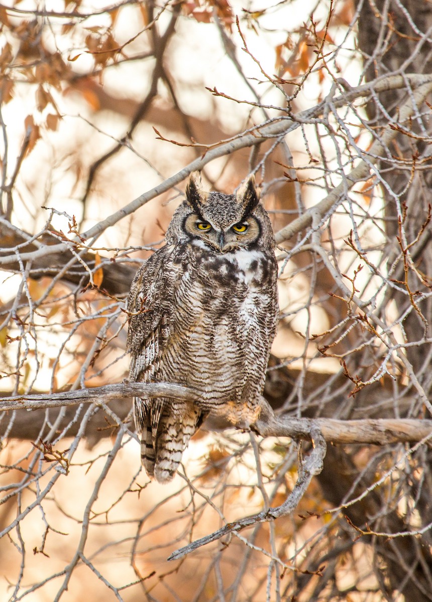 Great Horned Owl - Jessica Hadley