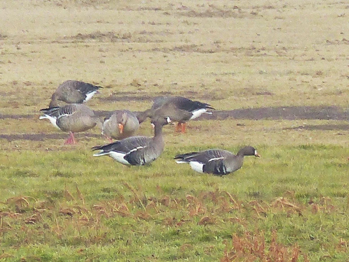 Greater White-fronted Goose - ML121280191