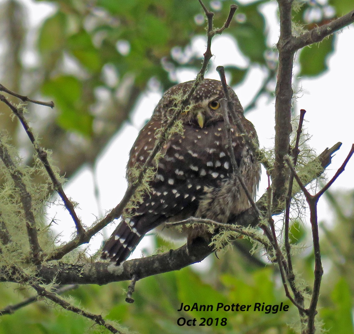 Yungas Pygmy-Owl - ML121281021