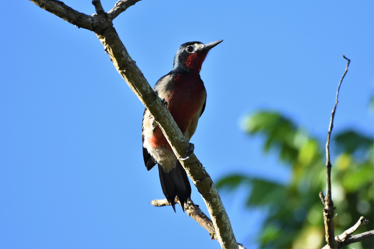 Puerto Rican Woodpecker - Brandon Nidiffer