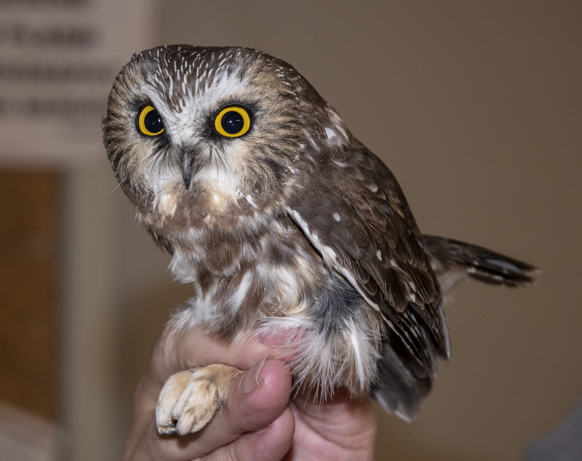 Northern Saw-whet Owl - John Longhenry