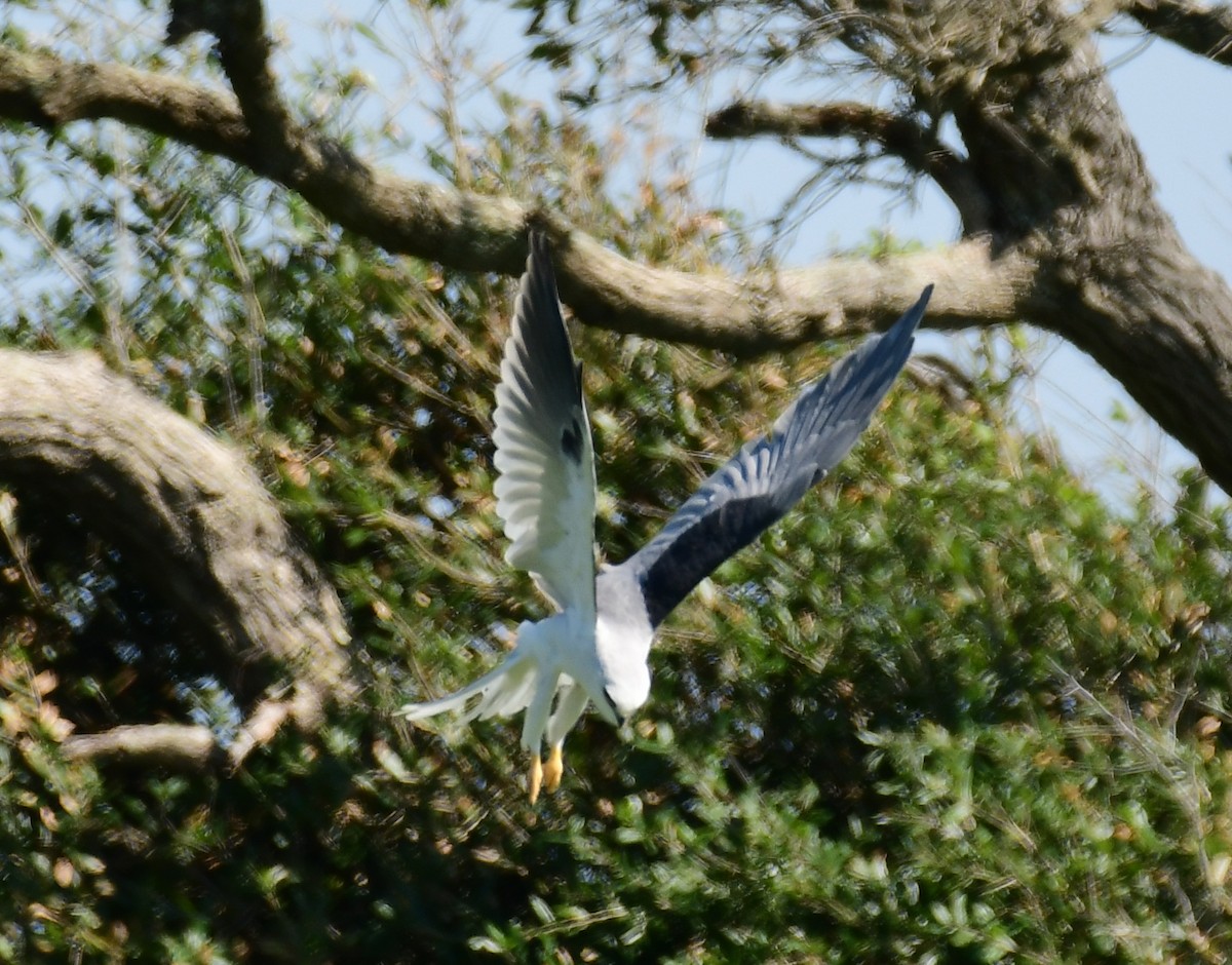 White-tailed Kite - James Bozeman