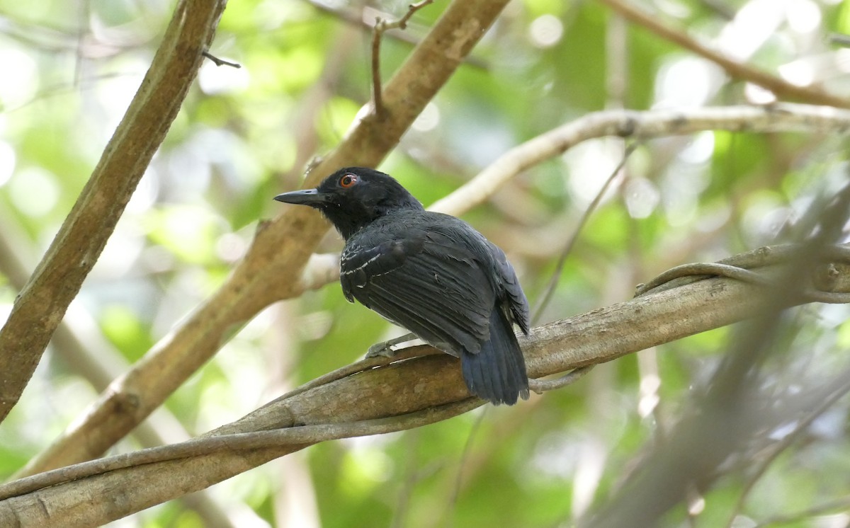 Black-tailed Antbird - ML121286621
