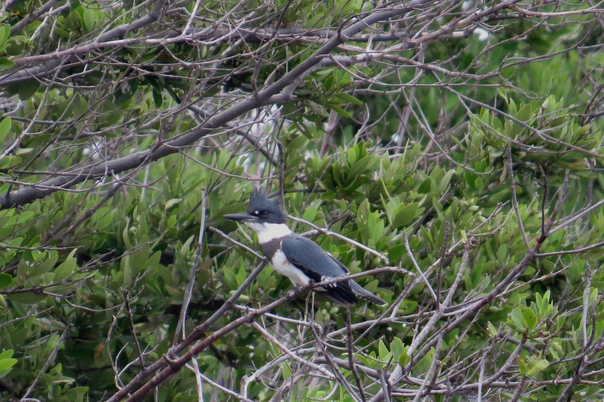 Belted Kingfisher - Lindsey Duval