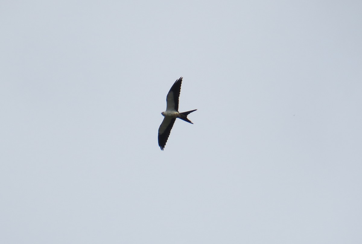 Swallow-tailed Kite - ML121286861
