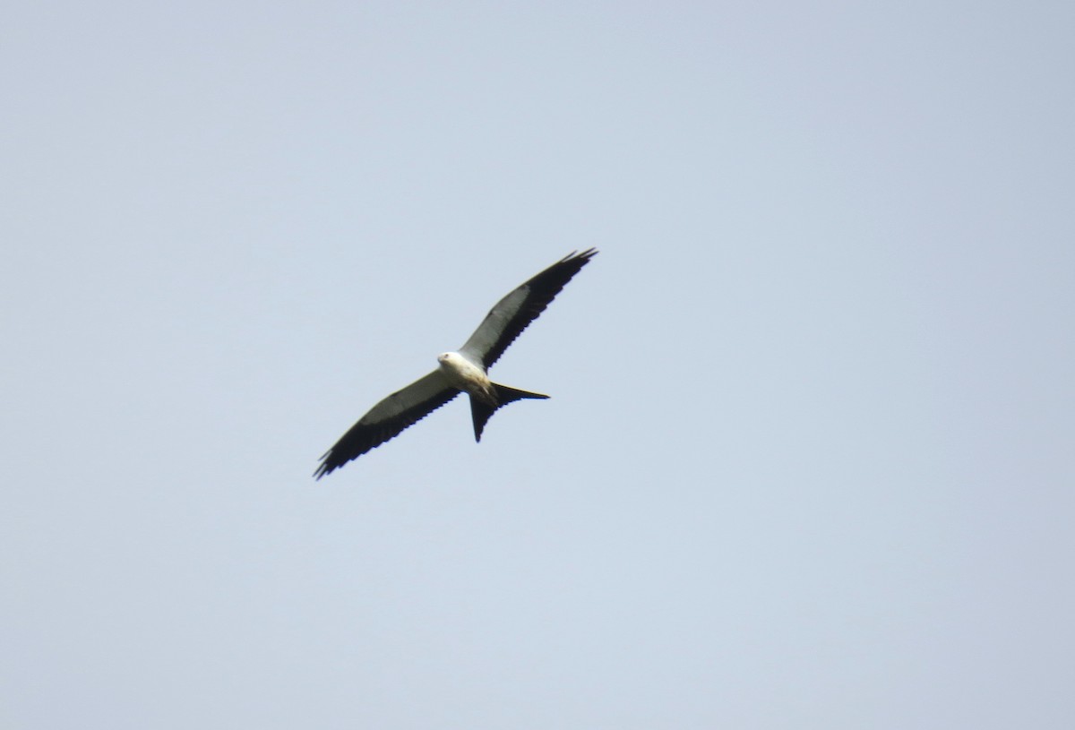 Swallow-tailed Kite - ML121286871