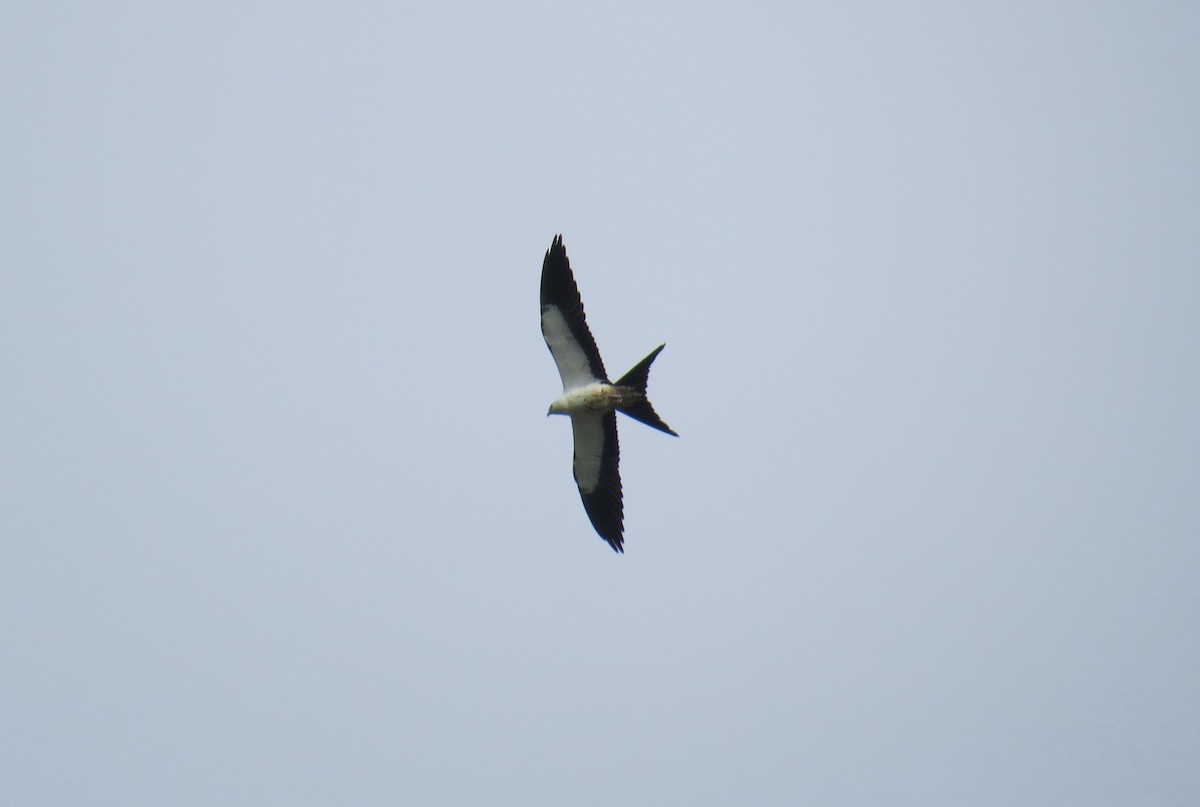 Swallow-tailed Kite - ML121286891