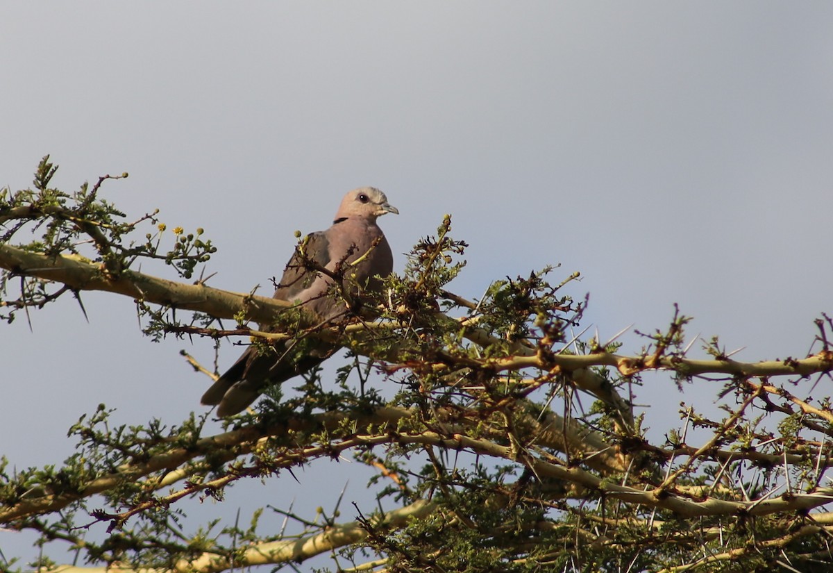 Red-eyed Dove - ML121289801