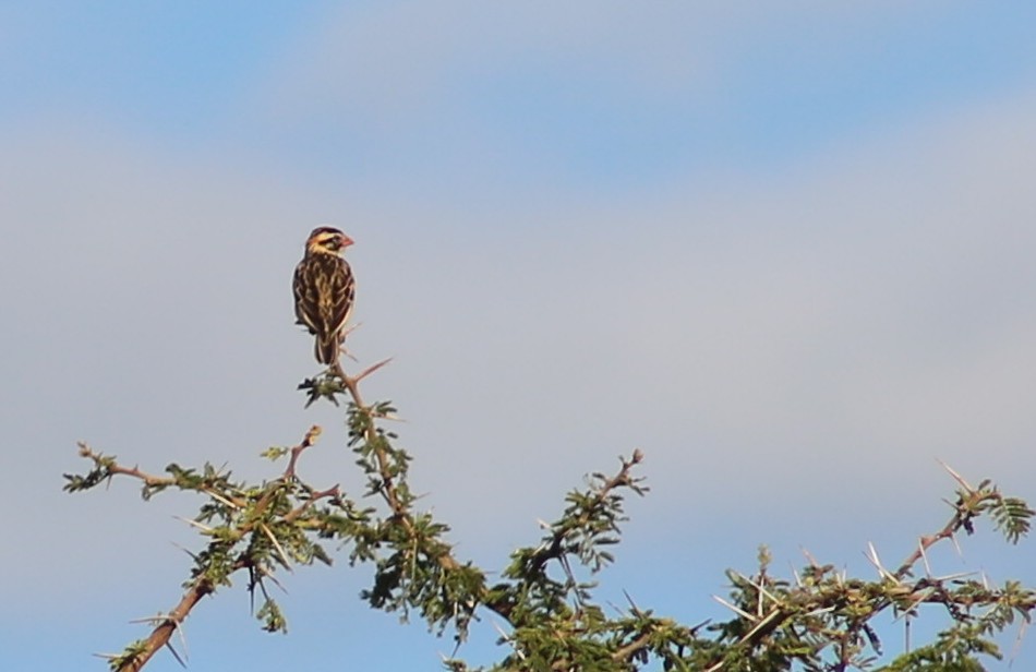Pin-tailed Whydah - ML121290101