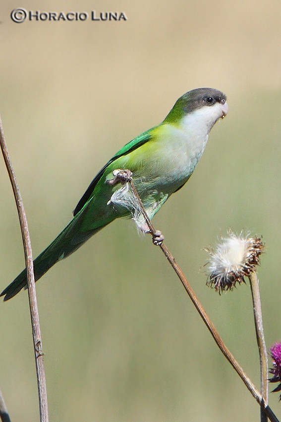 Gray-hooded Parakeet - Horacio Luna