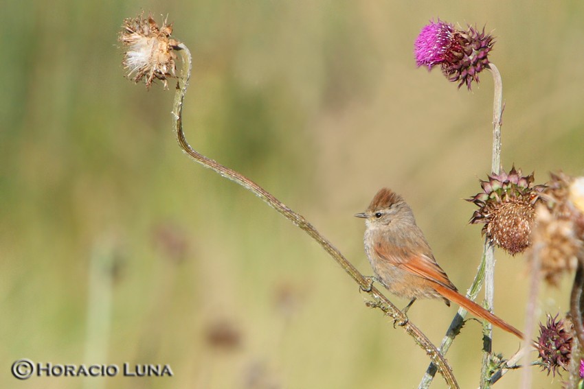 Brown-capped Tit-Spinetail - Horacio Luna