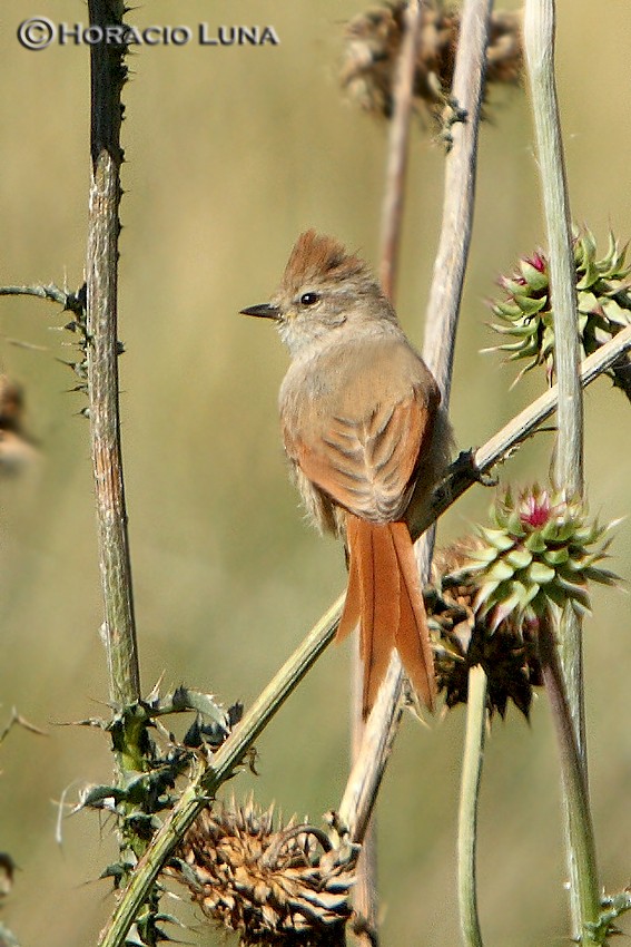 Brown-capped Tit-Spinetail - Horacio Luna