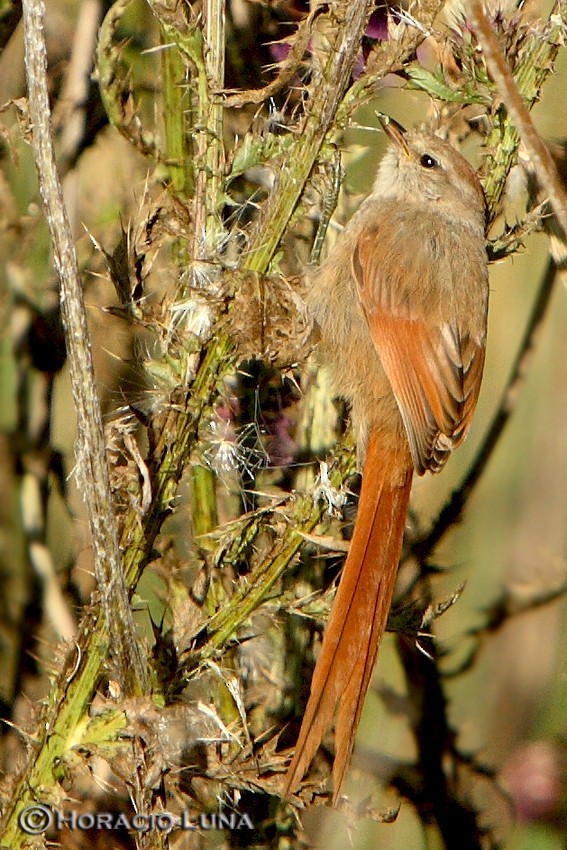 Brown-capped Tit-Spinetail - ML121290581