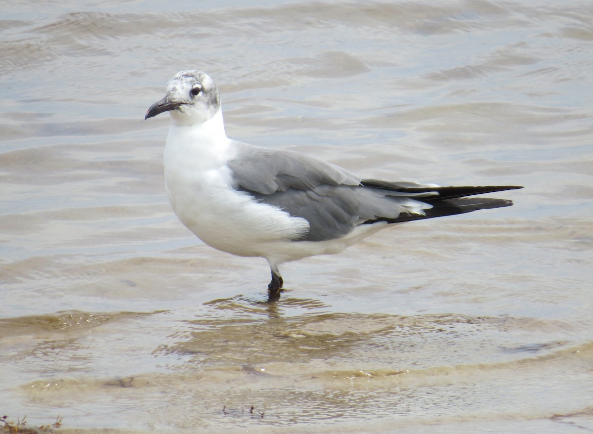 Laughing Gull - Lindsey Duval