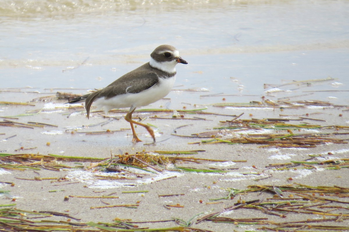 Semipalmated Plover - ML121291641