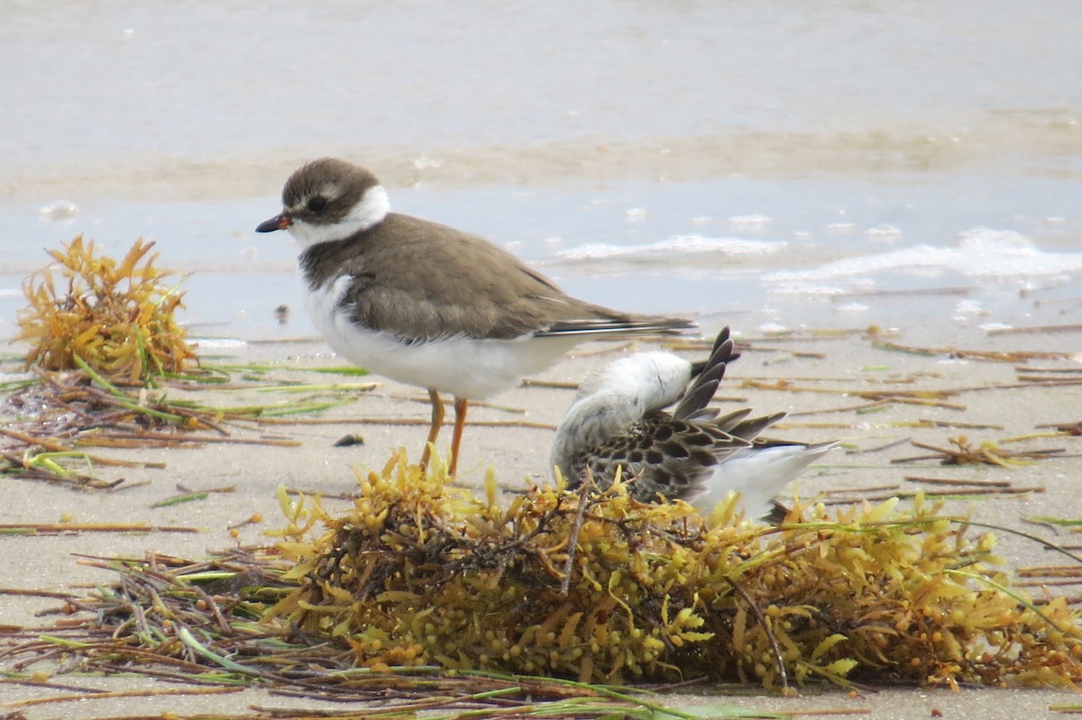 Semipalmated Plover - Lindsey Duval