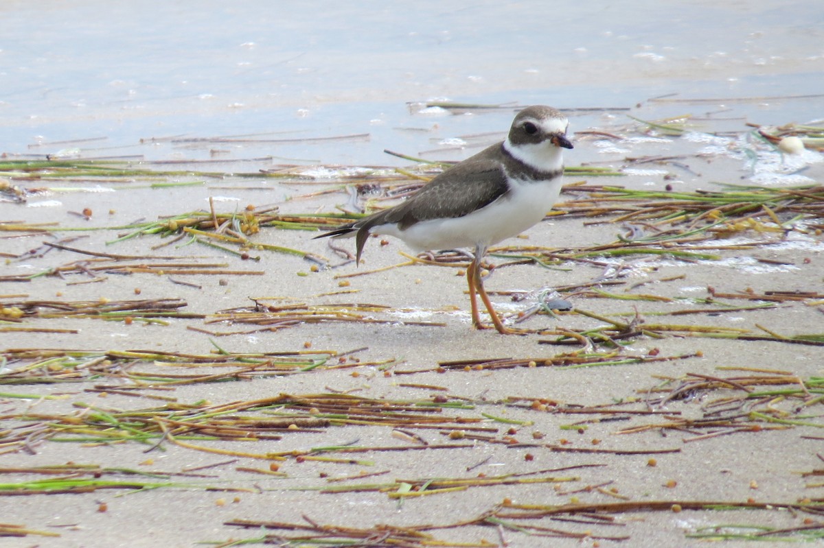 Semipalmated Plover - ML121291701