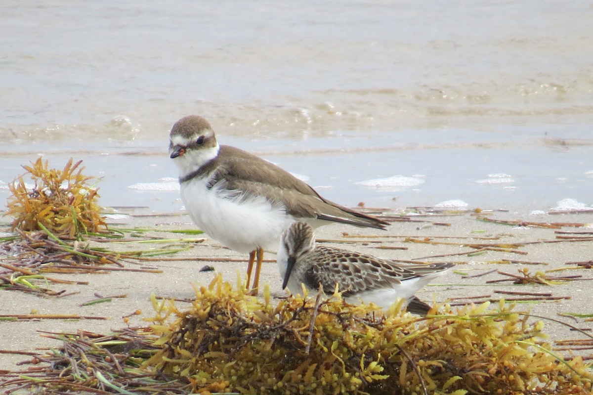 Semipalmated Plover - ML121291711