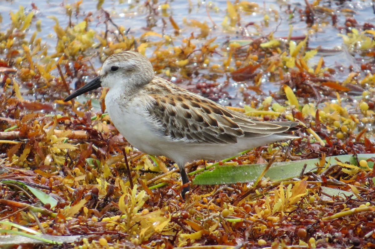 Western/Semipalmated Sandpiper - Lindsey Duval