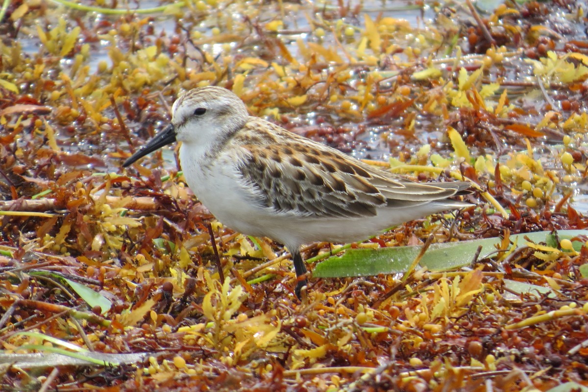 Western/Semipalmated Sandpiper - Lindsey Duval