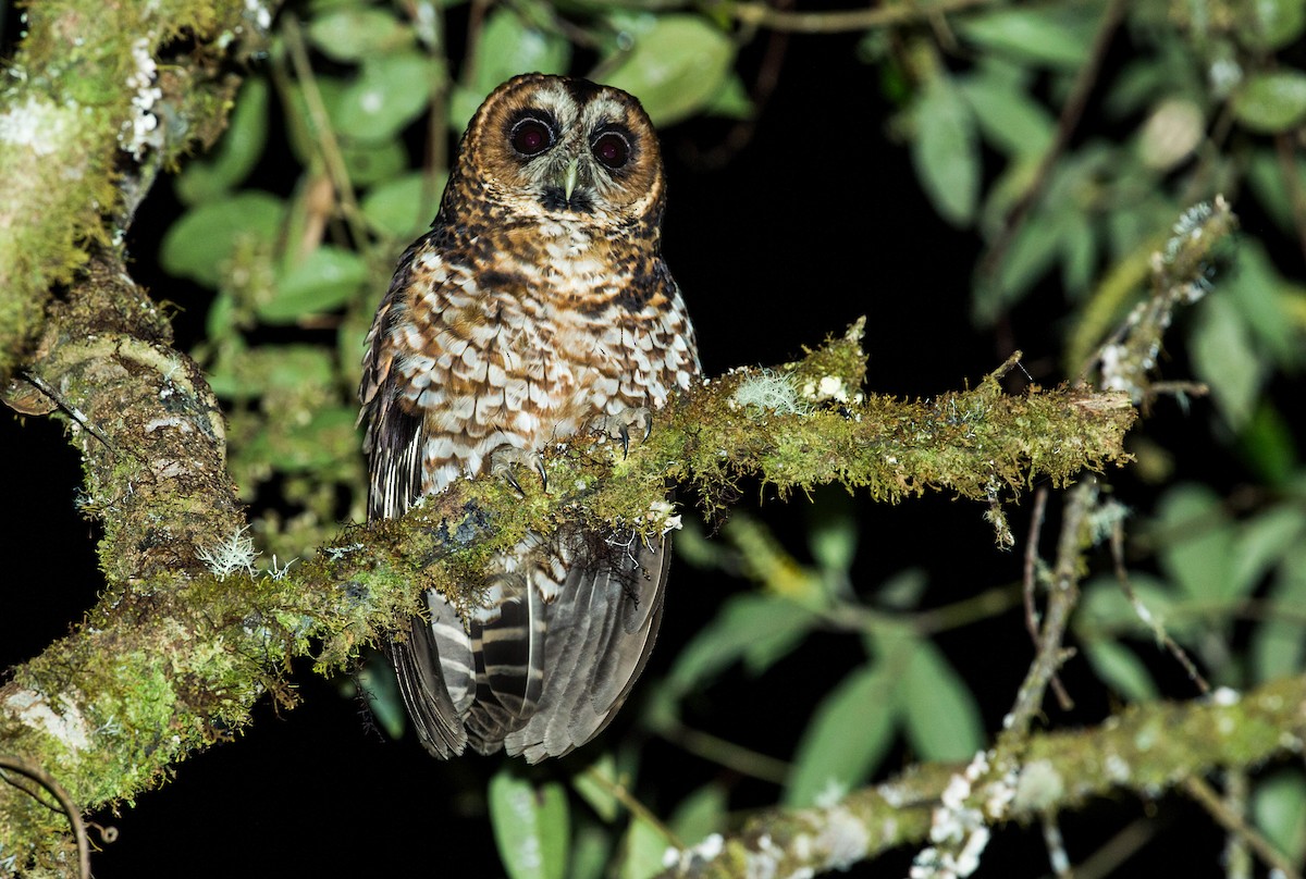 Rufous-banded Owl - Nick Athanas