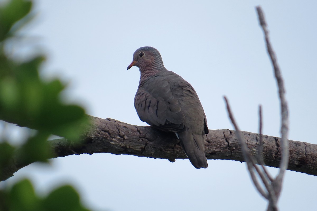 Common Ground Dove - Lindsey Duval