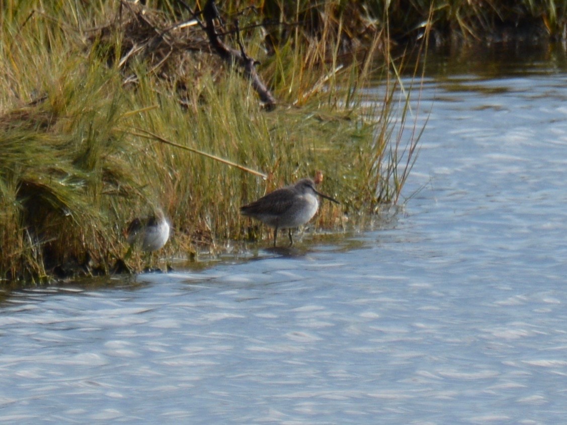 Long-billed Dowitcher - ML121293211