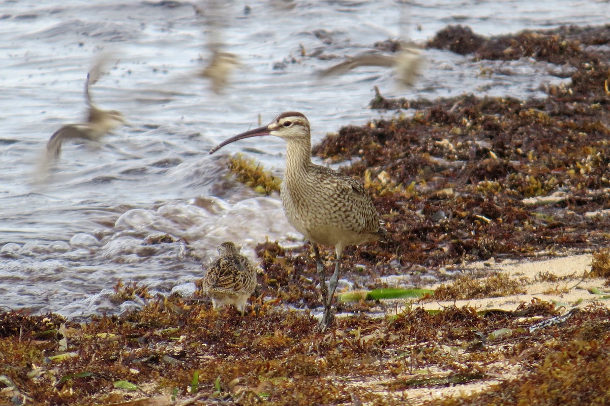Whimbrel - Lindsey Duval