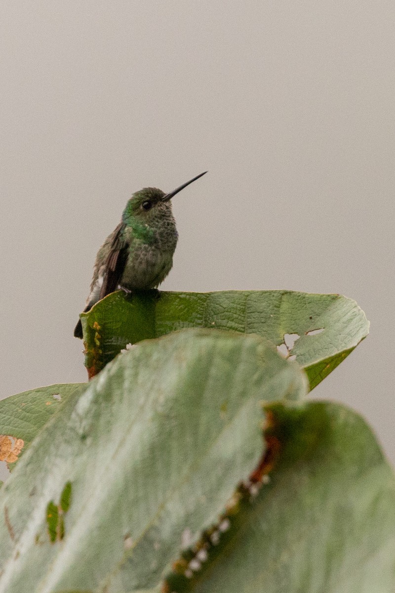 hummingbird sp. - ML121294991