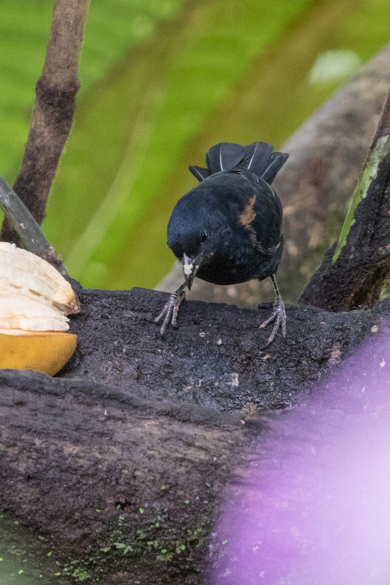 White-lined Tanager - ML121295151