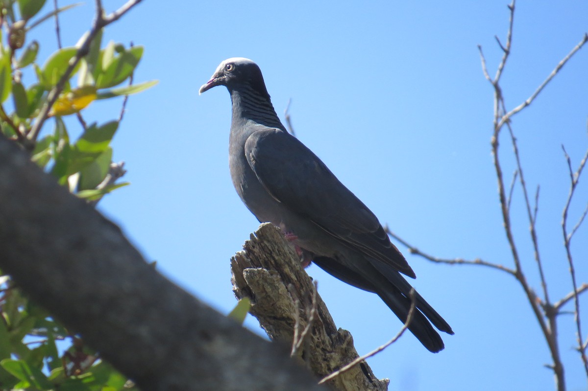 White-crowned Pigeon - ML121296241