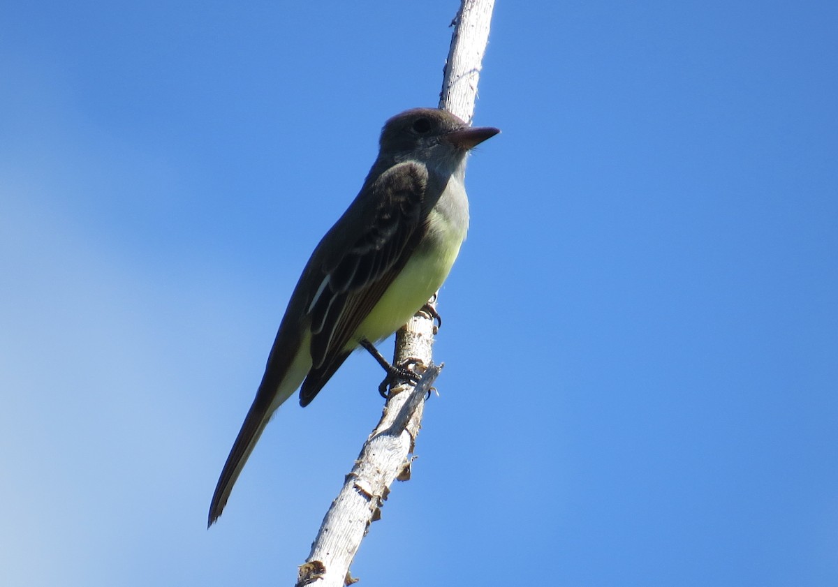 Great Crested Flycatcher - Lindsey Duval