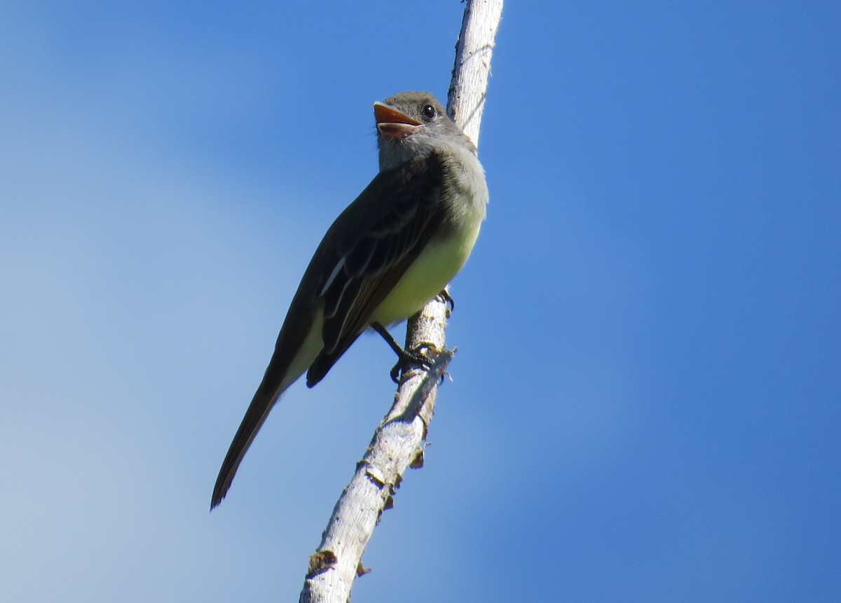 Great Crested Flycatcher - ML121296511