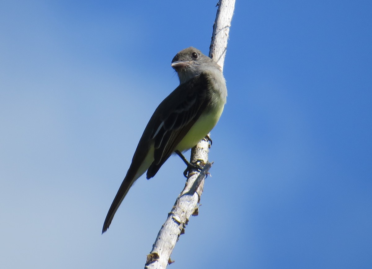 Great Crested Flycatcher - ML121296521