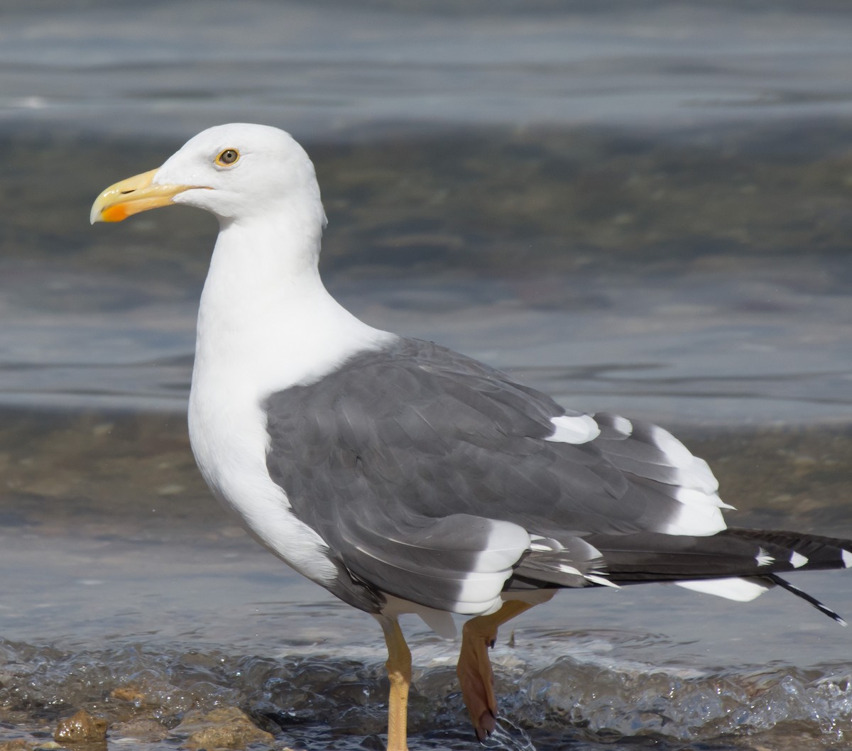 Yellow-footed Gull - Gordon Karre