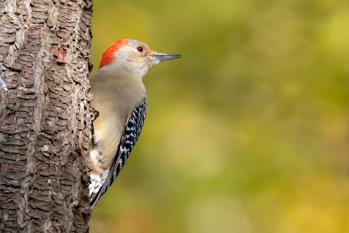 Red-bellied Woodpecker - ML121297591