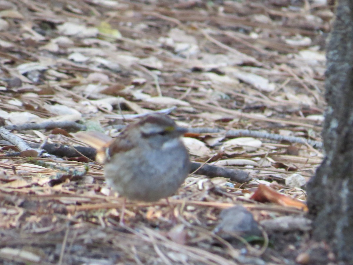 White-throated Sparrow - John Harris