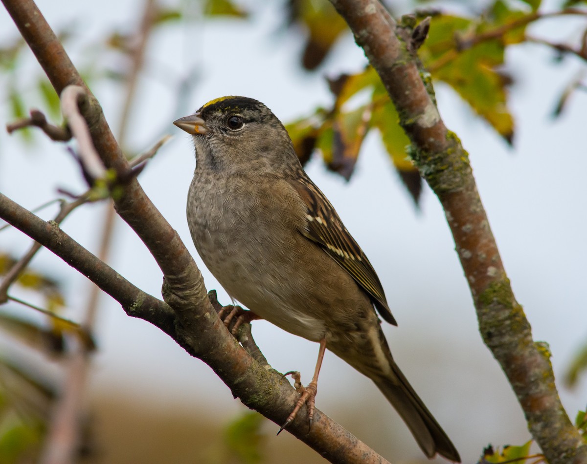 Golden-crowned Sparrow - Matthew Cameron