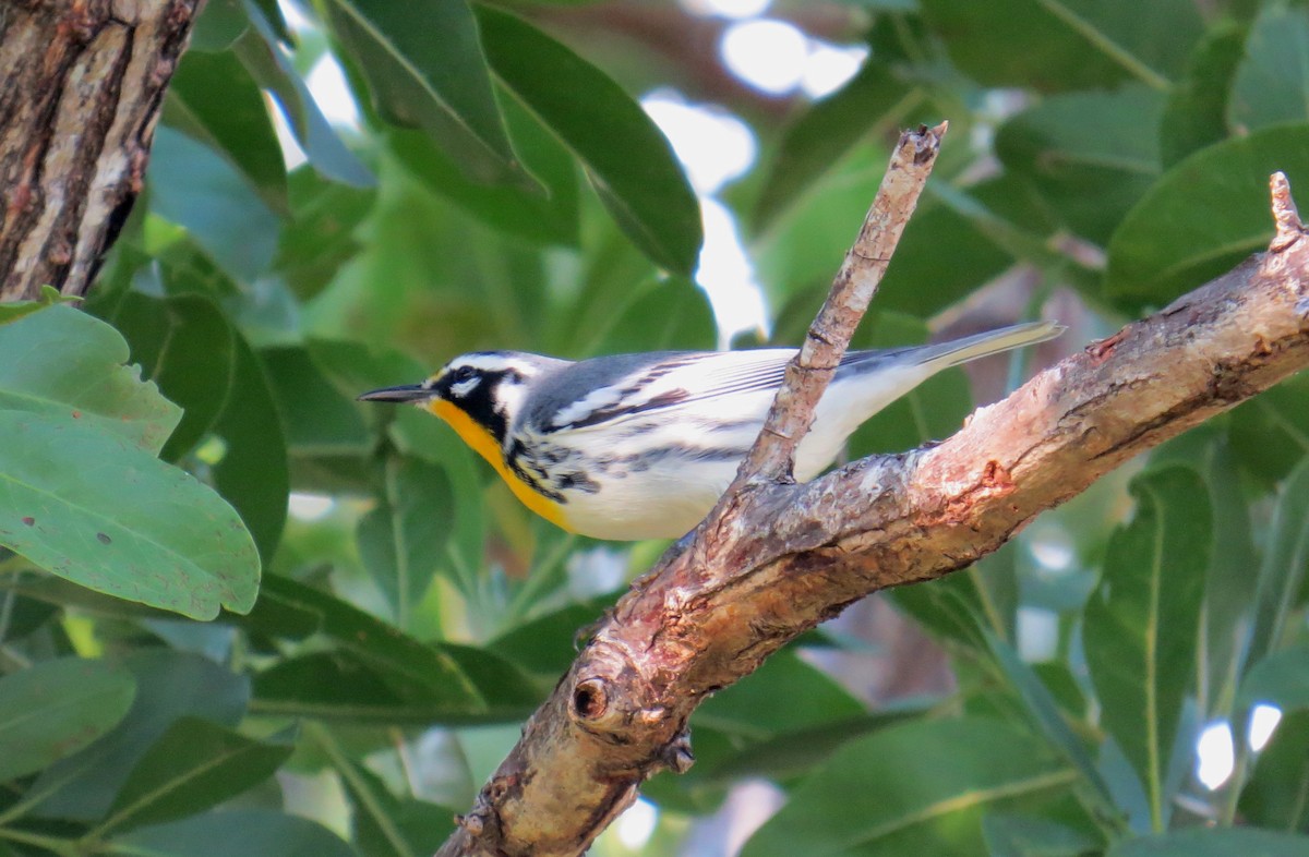 Yellow-throated Warbler (dominica/stoddardi) - ML121305391