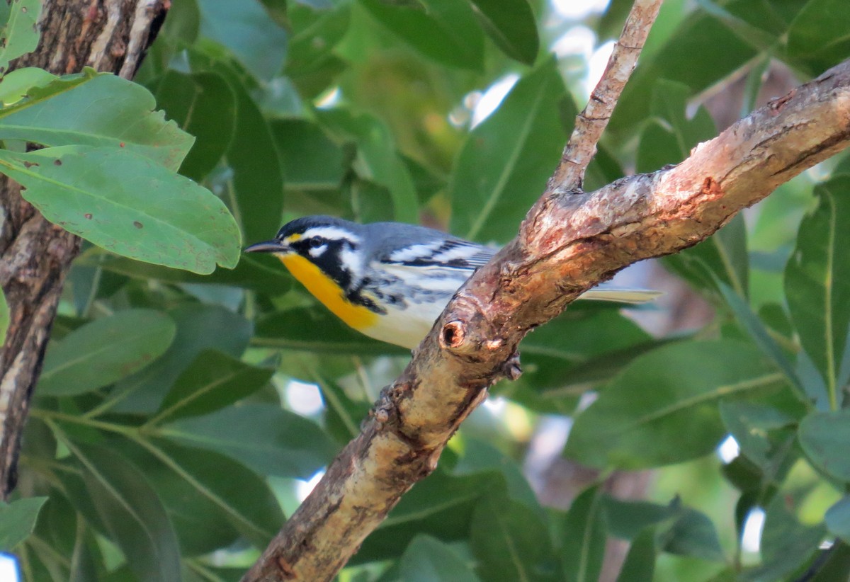 Yellow-throated Warbler (dominica/stoddardi) - ML121305431