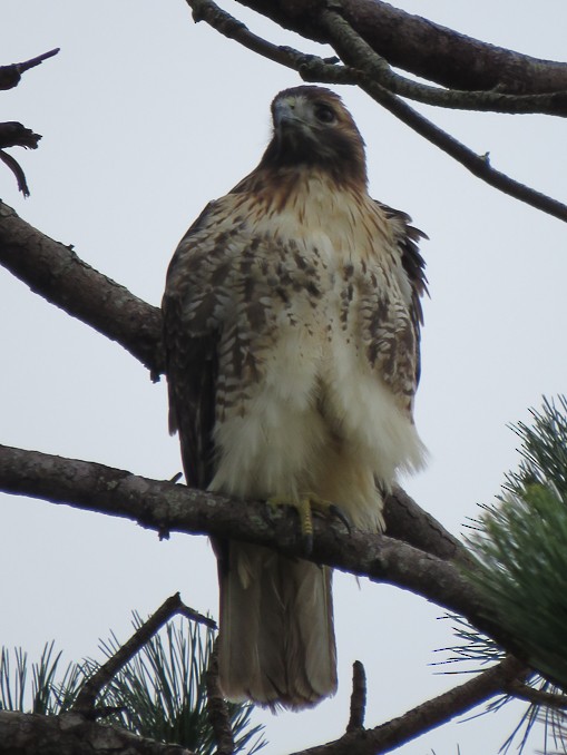 Red-tailed Hawk - ML121307591